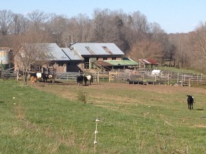 Twin Oaks Dairy Barn